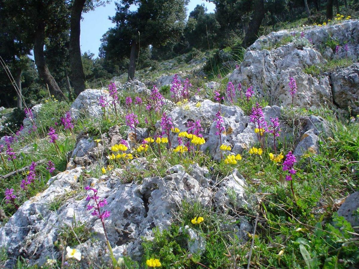 Apartamento Orchidea Mattinata Parco Del Gargano Exterior foto