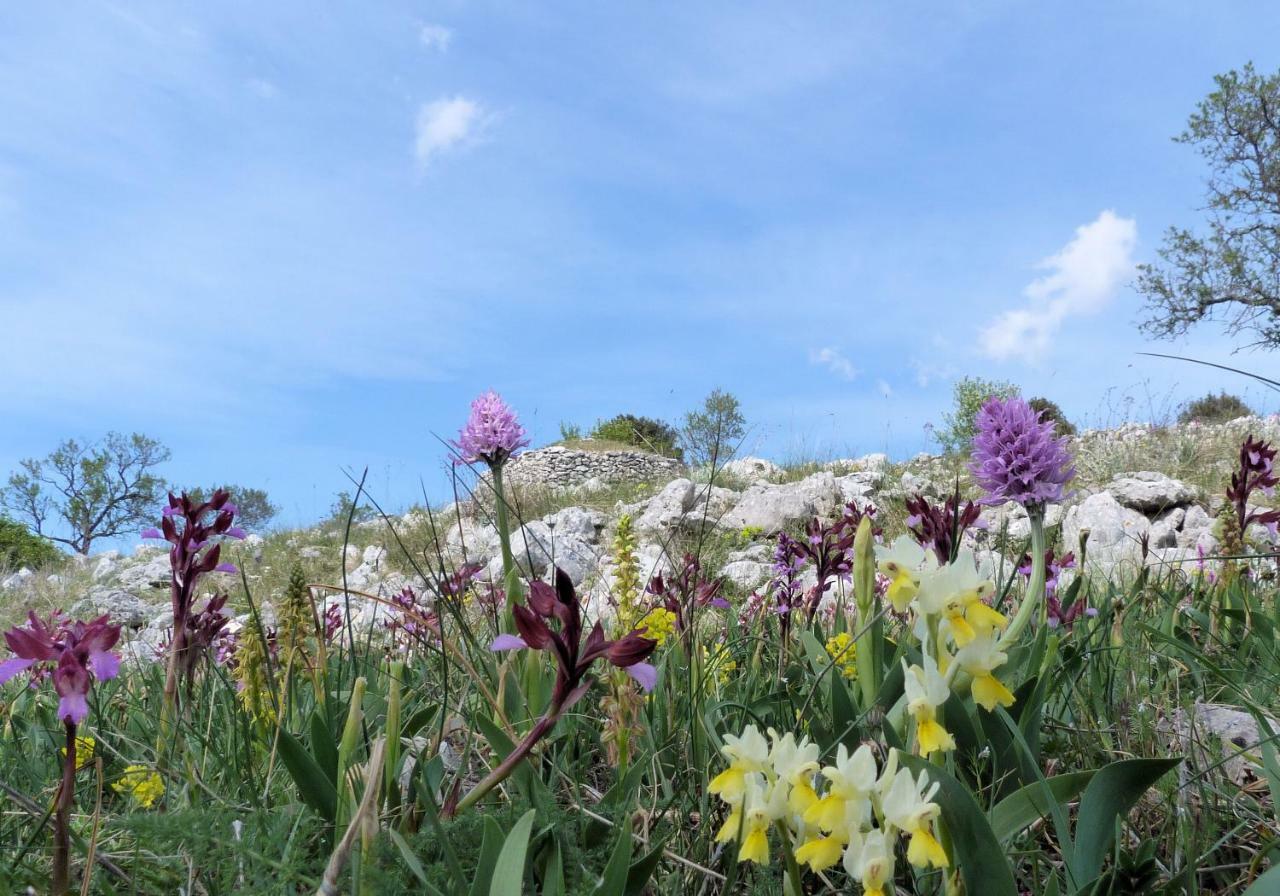 Apartamento Orchidea Mattinata Parco Del Gargano Exterior foto