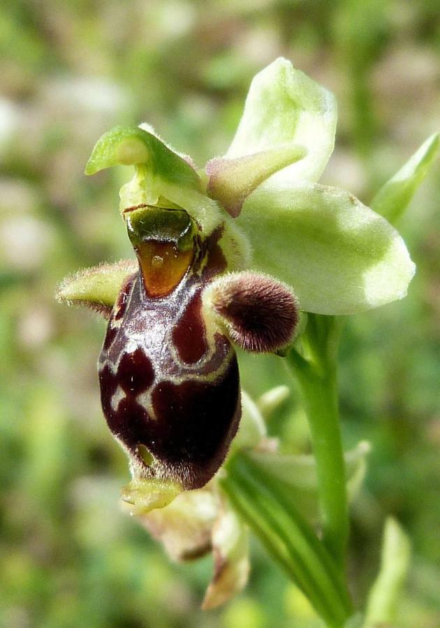 Apartamento Orchidea Mattinata Parco Del Gargano Exterior foto